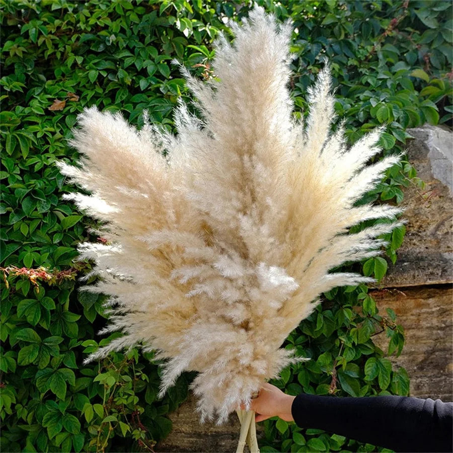 Fluffy Large Pampas Grass Decor | Natural Home Decoration for Weddings & Events (White, Natural Color)