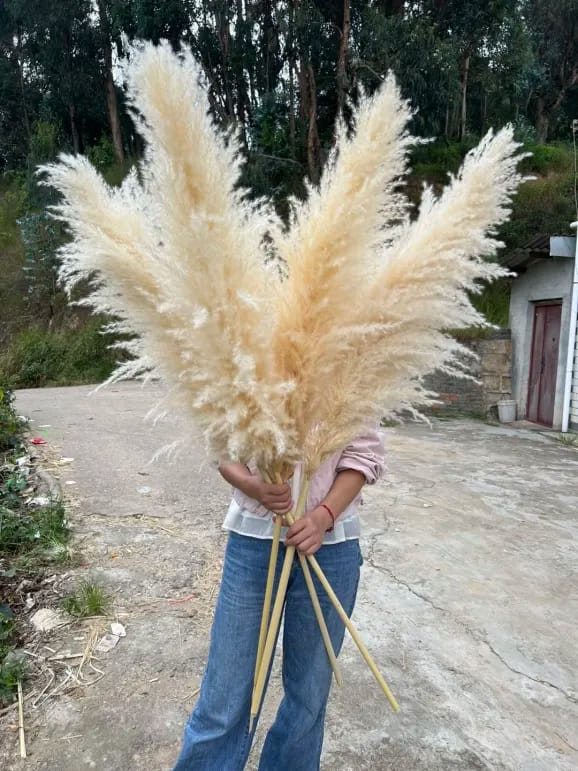 Fluffy Large Pampas Grass Decor | Natural Home Decoration for Weddings & Events (White, Natural Color)